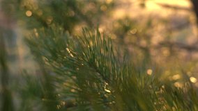 Sun light rays of transparenting through green leaves of spring green sunny Christmas pine trees. Organic fresh texture of green leaves with breaking golden bokeh sun rays through. Spring time. April