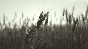4k slow motion black and white 4k stock video footage of ripening yellow ears of wheat or rye growing in sunny sunset field. Abstract natural black and white video background filtered in vintage style