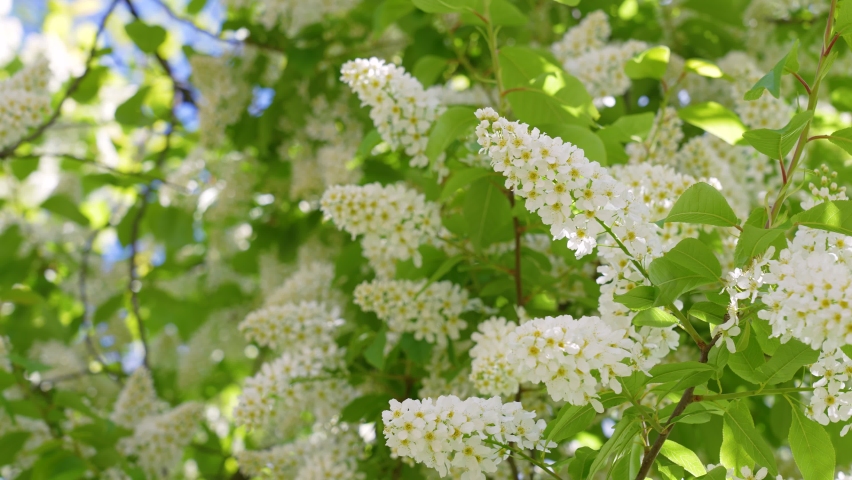 Close-up view 4k video of amazing fresh white spring flowers and young green leaves growing on trees outdoor. Natural spring time abstract background with bunches of white flowers among green leaves Royalty-Free Stock Footage #1086868304