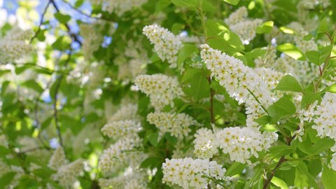 Close-up view 4k video of amazing fresh white spring flowers and young green leaves growing on trees outdoor. Natural spring time abstract background with bunches of white flowers among green leaves