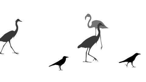 Walking birds, animation on the white background