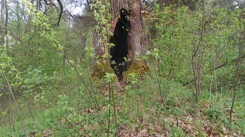 In the forest stands a large old oak with a huge hollow in its trunk. The oak has a branched crown. Young leaves are beginning to blossom on the branches of the tree