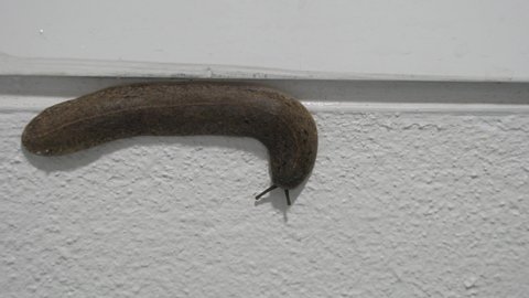 Semperula siamensis or snail slug crawling on the wall with tiny ants
