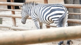 captive zebra, 2 versions, captive zebra standing in zoo 