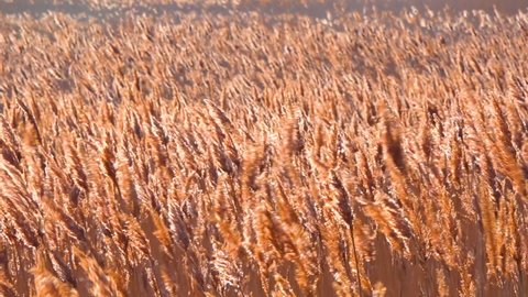Dry reed sways (Phragmites communis) in the wind, wetlands of Ukraine, Tiligul estuary