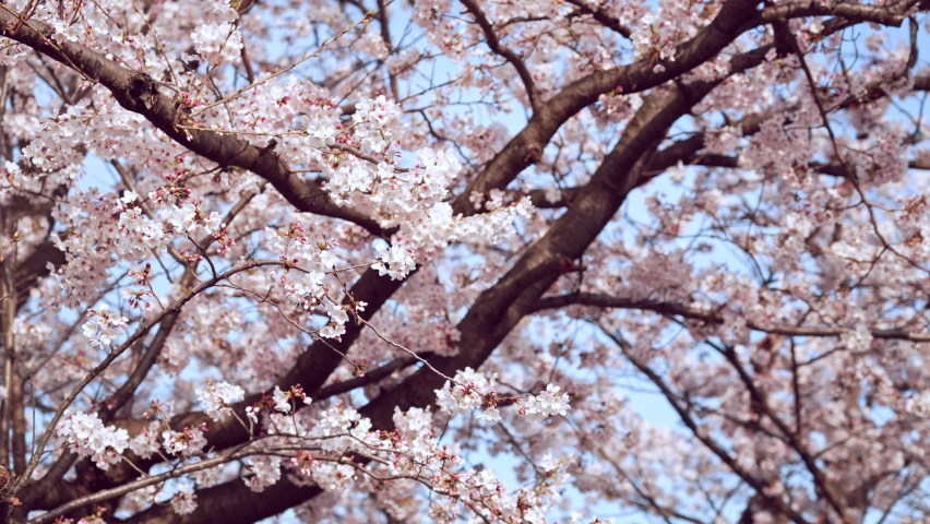 Cherry blossomes concept. Japanese sakura. Hanami. | Shutterstock HD Video #1086875507