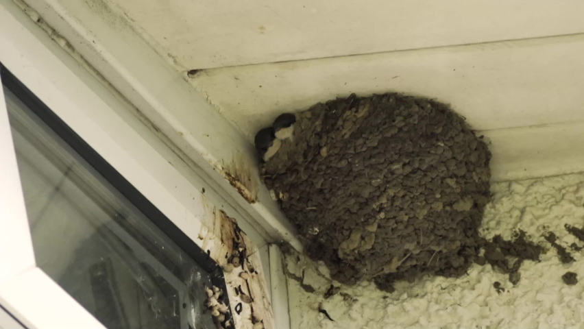 House Martin chicks in their nest stock footage.