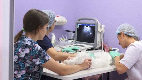 Medical scan. A domestic cat undergoes ultrasound diagnostics at a veterinary clinic. The veterinarian does an ultrasound of a beautiful white cat. A veterinarian examines a cat in a veterinary clinic