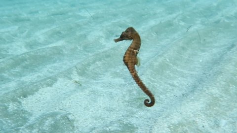 Sea horse Hippocampus fuscus swimming in crystal clear water in Ayia Napa, Cyprus