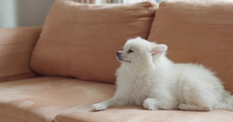 Cute pomeranian dog lying on sofa
