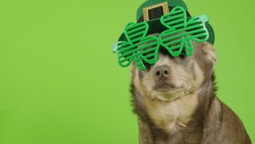 Patrick's Day. A dog in a leprechaun hat sits on a green background. Dog with Patrick's glasses. Chihuahua in Patrick's hat and glasses. St.Patrick 's Day - Powered by Shutterstock - Get 15% off with code: PIKWIZARD15