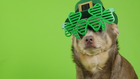 Patrick's Day. A dog in a leprechaun hat sits on a green background. Dog with Patrick's glasses. Chihuahua in Patrick's hat and glasses. St.Patrick 's Day