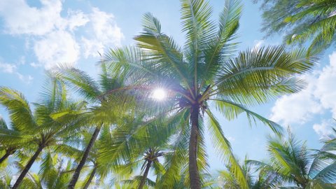 Coconut palm trees bottom view sun shining through branches Brazil. Sky middle trees leaf Mexico. Camera Looking up palm trees POV Passing under sunlight Maldive. text space India