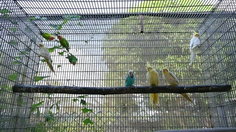 Breed of Parakeet, Lovebird, Cockatiel perching on branch in birdcage