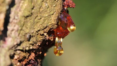 Drop of resin on tree apricot, blink of thin crust