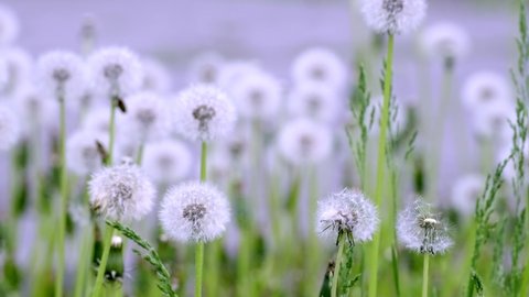 Dandelion seeds in sunlight. Blurred natural green nature spring background. White fluffy dandelions Common Dandelion Taraxacum officinal flower grows from grass close up slow motion meditation relax