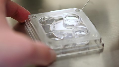 process of artificial insemination of an egg in an IVF clinic. Reproductive medicine, in vitro fertilization