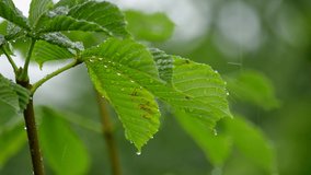 Chestnut leaves on a tree with dripping raindrops close-up with beautiful bokeh against the background of falling rain. Foliage in rainy weather. Raw 4k video.	