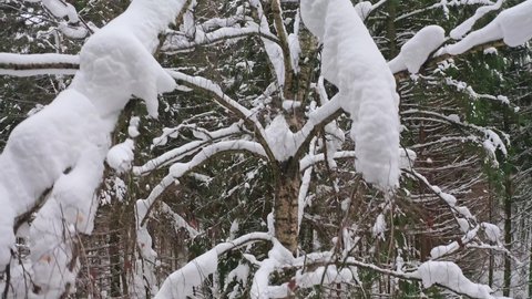 Descending Flight Along Trunk Of Birch Tree With Densely Snowbound Spreading Branches