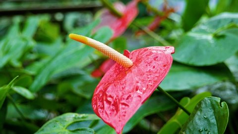 4K Cinematic nature slow motion shot of an exotic flower, called red anthurium, at the botanical garden in Montreal, Canada.