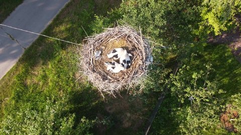 storks hatch chicks in their nest. Birds returning to their nests during the spring months. Stork nest on an electric pole