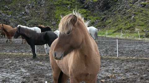 Iceland Horse - Icelandic horses on beautiful Icelandic horse standing on field in nature landscape with mountains. Portraits of an Icelandic Brown horses, close-up.