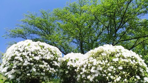 White azaleas are blooming in the spring park