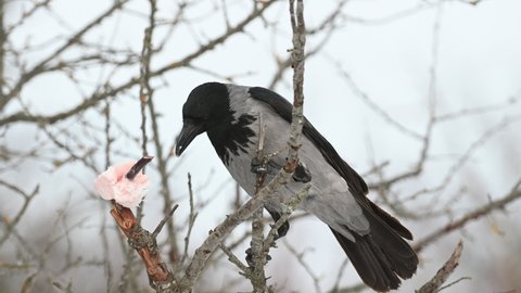 Birds Hooded Crow Corvus cornix. Crow eat the lard and flies away.
