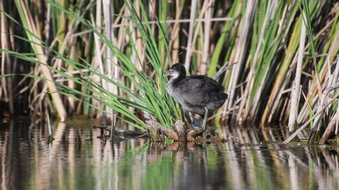 Eurasian Coot Fulica atra. A bird cleans its feathers.