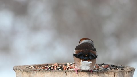 Flying songbirds on a feeder in winter in the forest. Hawfinch Coccothraustes coccothraustes.