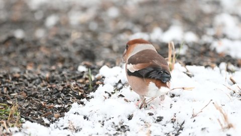 Songbird in winter in the forest. Hawfinch Coccothraustes coccothraustes.