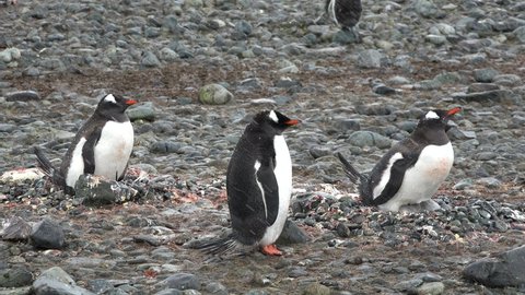 Penguins in Antarctica. There are a lot of penguins resting on the gravel mounds. Penguins on rocks at Hope Bay. Antarctic Peninsula.