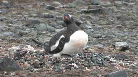 Penguins in Antarctica. There are a lot of penguins resting on the gravel mounds. Penguins on rocks at Hope Bay. Antarctic Peninsula.