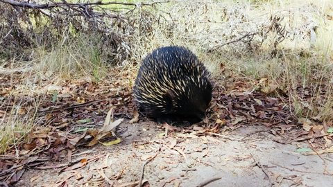 A tame echidna walks and looks for food in Plenty Gorge in Melbourne, Australia