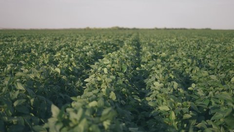 soybean soy field of green plants a general plan nature agriculture. organic farming. agriculture plantation business farm concept. soy vegetable healthy lifestyle food agriculture
