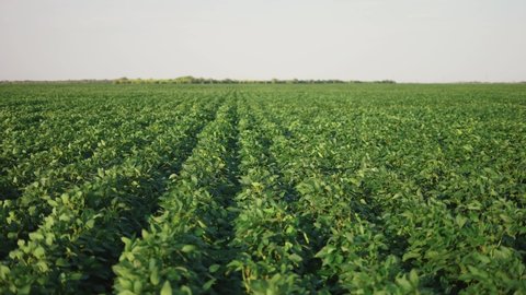 soybean soy field of green plants a general sunlight plan nature agriculture. organic farming. agriculture plantation business farm concept. soy vegetable healthy food agriculture