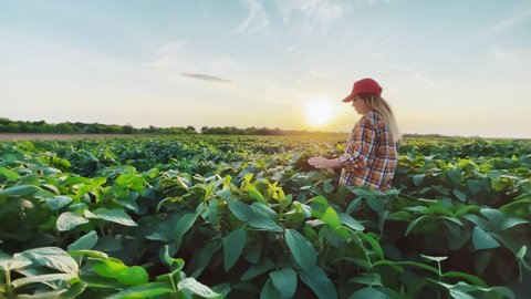 soybean farmer. agriculture a business concept. farmer girl examines the soybean crop at sunset. farmer walk agriculture soybean concept. farmer works in a field with plants at lifestyle sunset