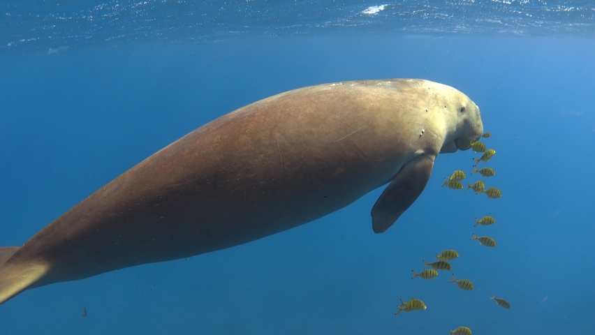 Dugong swimming in the sea, close up Royalty-Free Stock Footage #1086915545