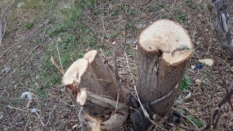 uprooted willow tree,pruned willow tree,saw willow tree close up,