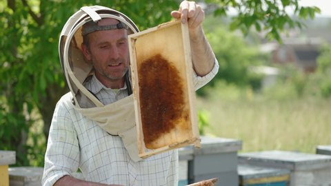 Beekeeper holds a frame in hands, then turns around and puts it into the hive. Eco food concept. Nature backdrop in blur.