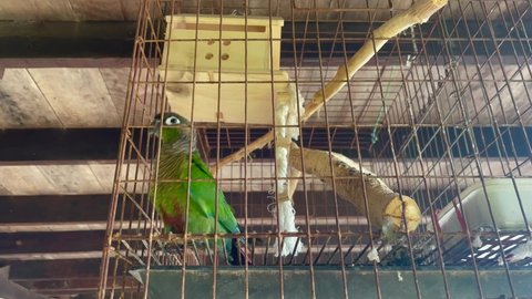 ฺBird With Cage, Bird With Cage, Parrot Bird, Close up...