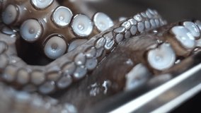 A raw octopus with large tentacles lies in a plate. Seafood in a luxury restaurant. Macro video.