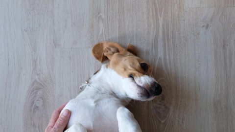 Funny adorable dog beagle with male hands, shot from above. Love pet