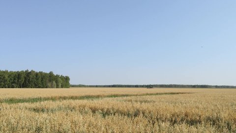 golden field of oats. Fresh harvest of oat wheat, grain. Oat, Avena sativa, sometimes called the common oat, is a species of cereal grain grown for its seed
