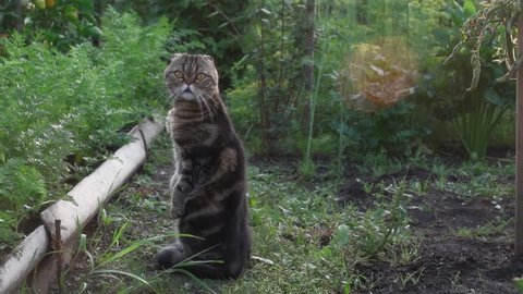 Cute funny brown tabby cat of the Scottish breed sits on a path in the garden among the beds of vegetables and looks. Wild striped scottish fold cat in the garden in the morning sun