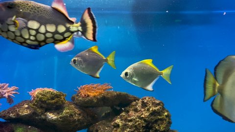 Beautiful fish swim among algae and rocks, colorful underwater shots, aquarium. Close-up. Fish of the world ocean