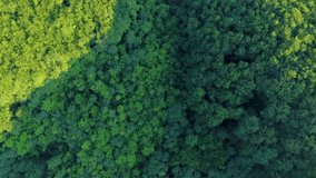 Aerial top view of green deciduous forest on a summer day. Bird's eye view of green deciduous forest.