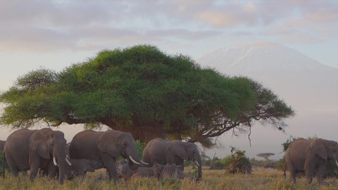 Elephants grazing at Amboseli National Park Kenya 