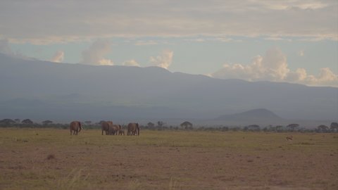 Elephants walking at Amboseli National Park Kenya 