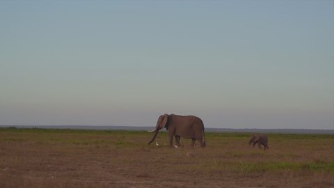Elephant and baby grazing at Amboseli National Park Kenya 